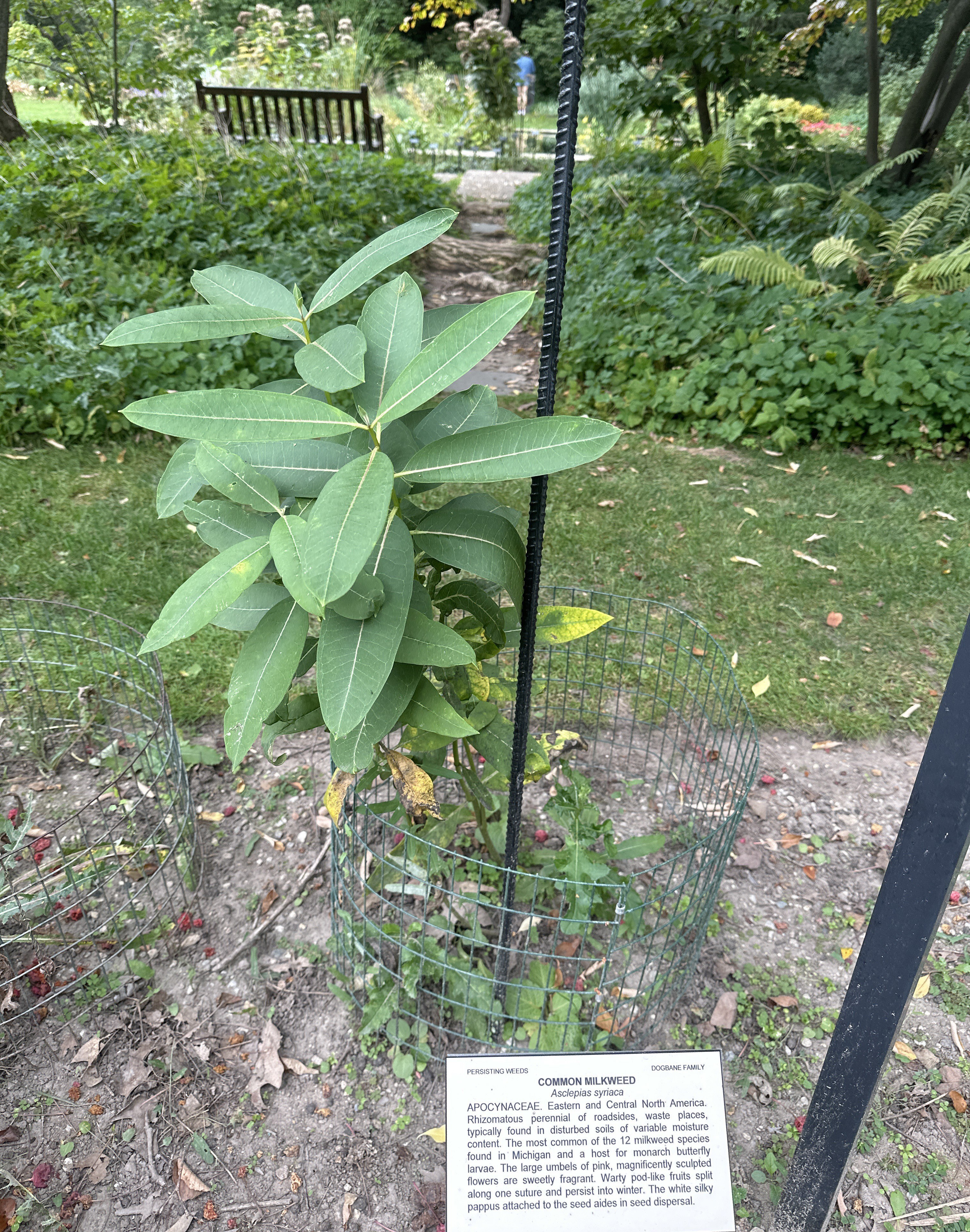 Common milkweed